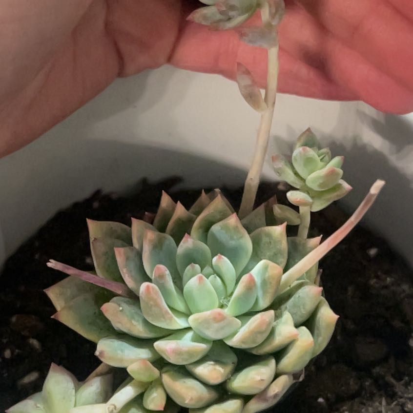 Photo of the plant species Echeveria White Ice by @PromptWoreya35 named Apollo on Greg, the plant care app