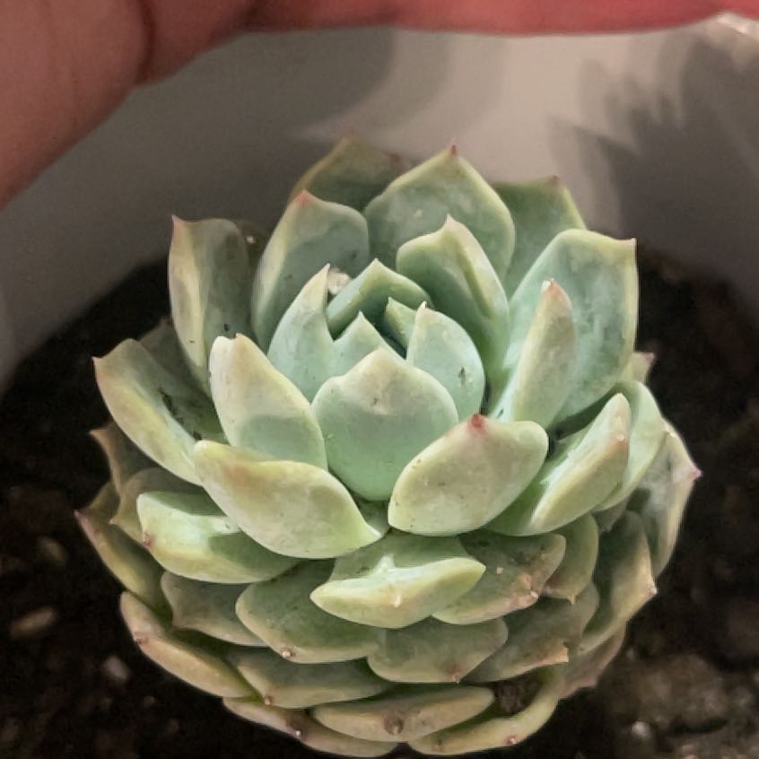Photo of the plant species Echeveria Snow Fairy by @PromptWoreya35 named Eva on Greg, the plant care app