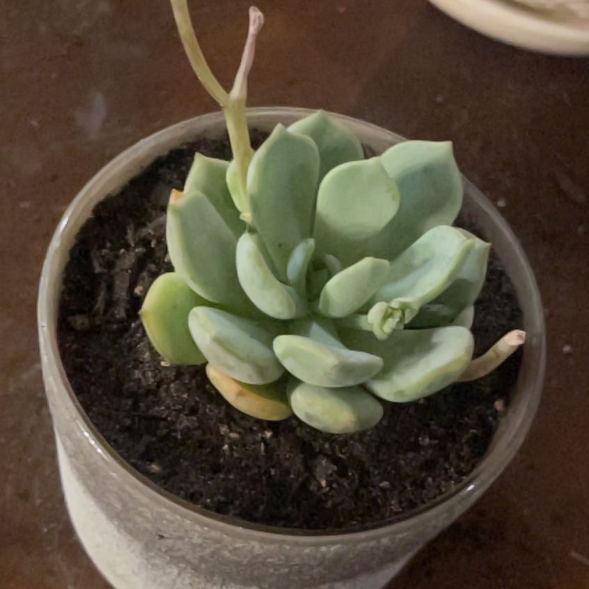 Photo of the plant species Graptoveria Moonglow by @PromptWoreya35 named Orwell on Greg, the plant care app