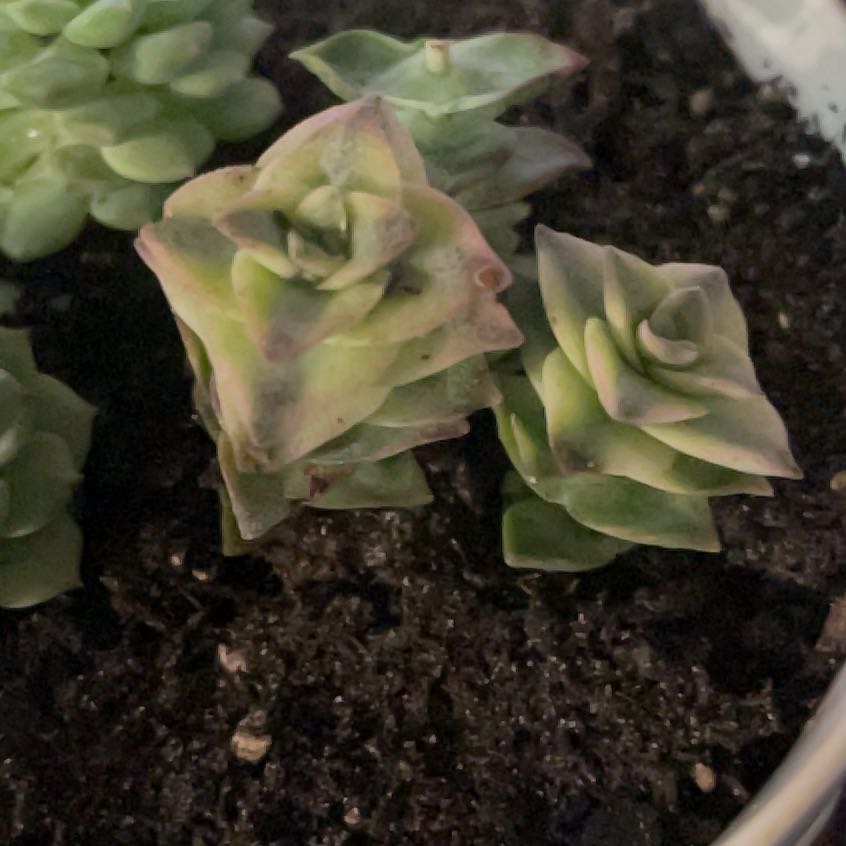 Photo of the plant species Variegated Crassula by @PromptWoreya35 named Keanu Leaves on Greg, the plant care app