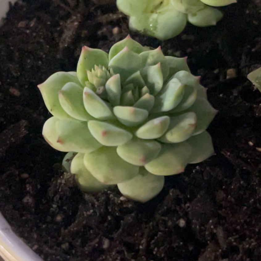 Photo of the plant species Echeveria 'Cris' by @PromptWoreya35 named Foxxy on Greg, the plant care app