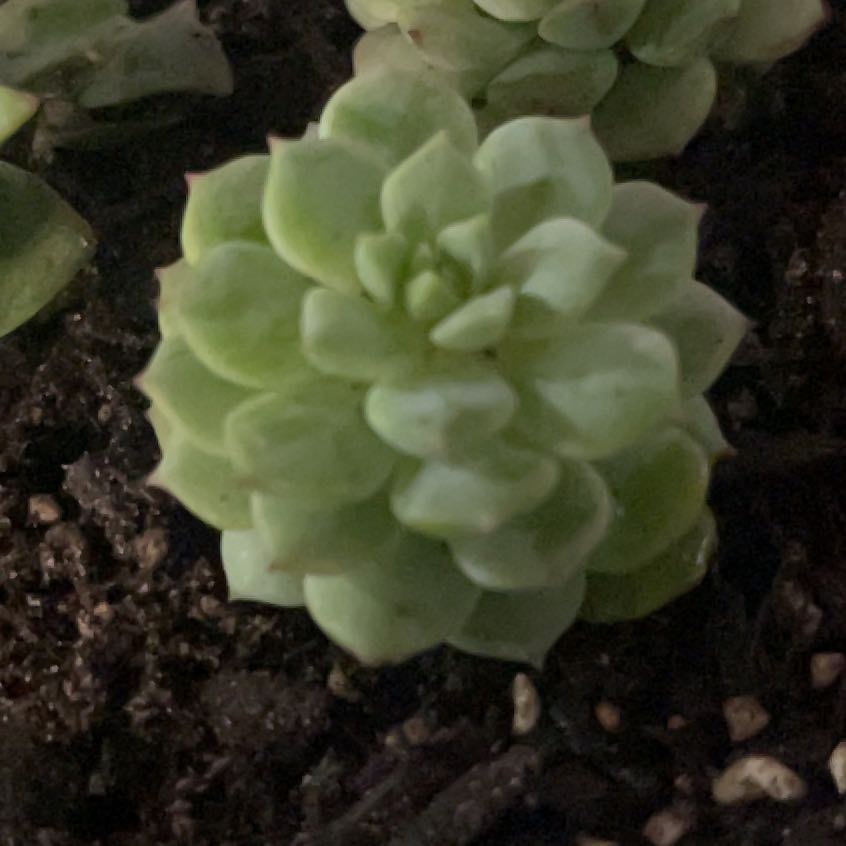 Photo of the plant species Echeveria 'Cris' by @PromptWoreya35 named Madonna on Greg, the plant care app