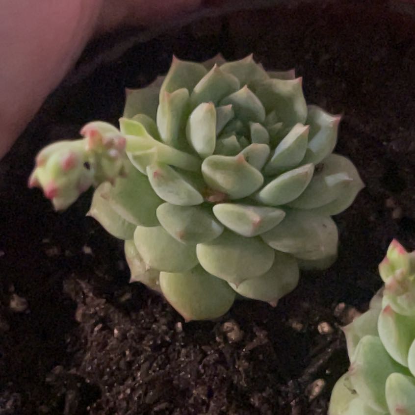 Photo of the plant species Echeveria 'Cris' by @PromptWoreya35 named Marley on Greg, the plant care app