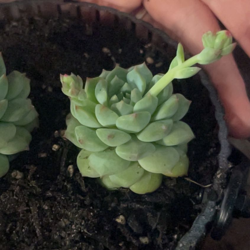 Photo of the plant species Echeveria 'Cris' by @PromptWoreya35 named Sol on Greg, the plant care app
