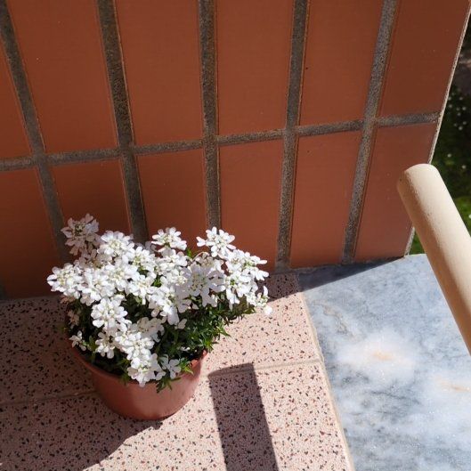 Photo of the plant species Candytuft 'Snowball' by @SincerelyRimu40 named James Dean on Greg, the plant care app