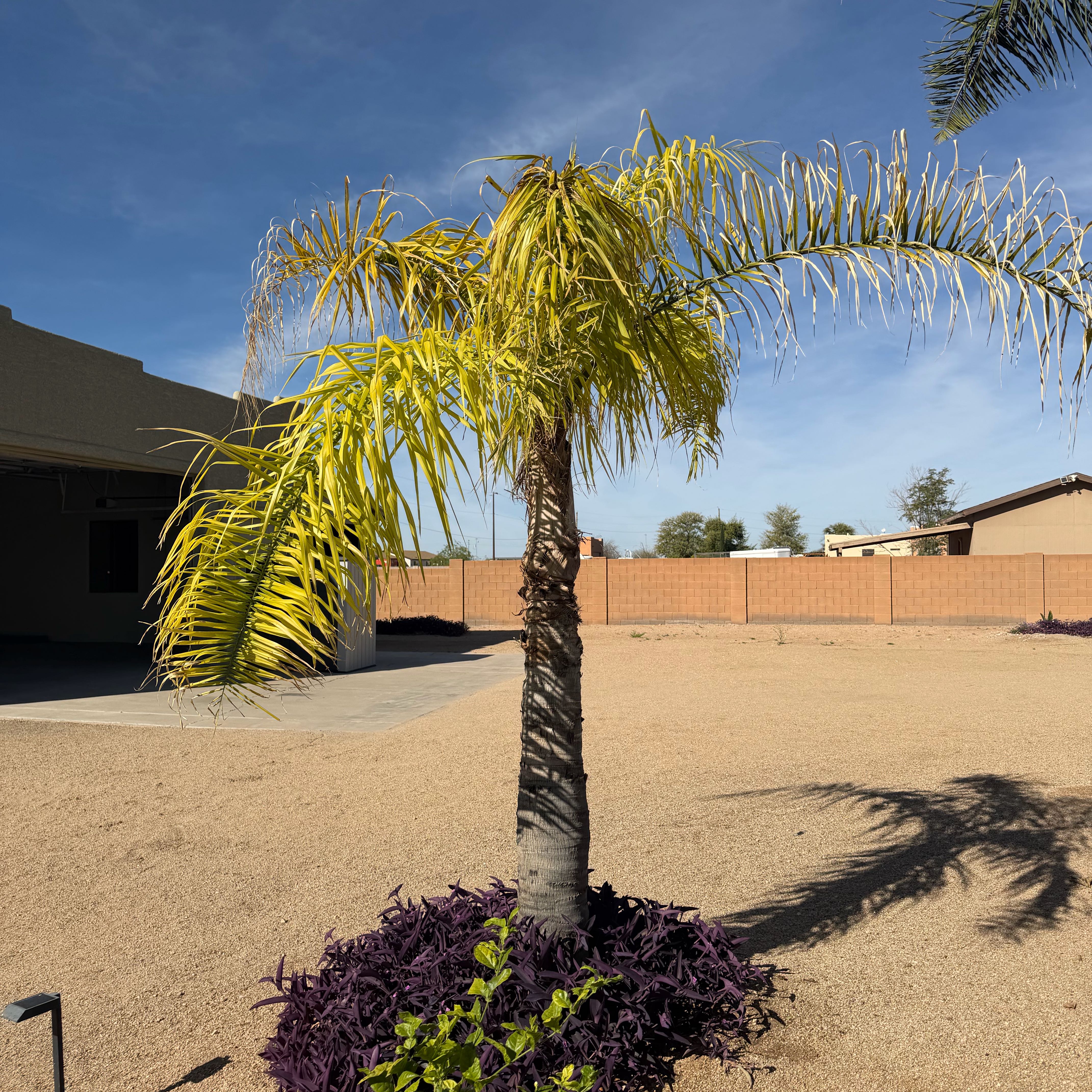 Photo of the plant species Queen Palm by @UnsulliedHope named Drake on Greg, the plant care app