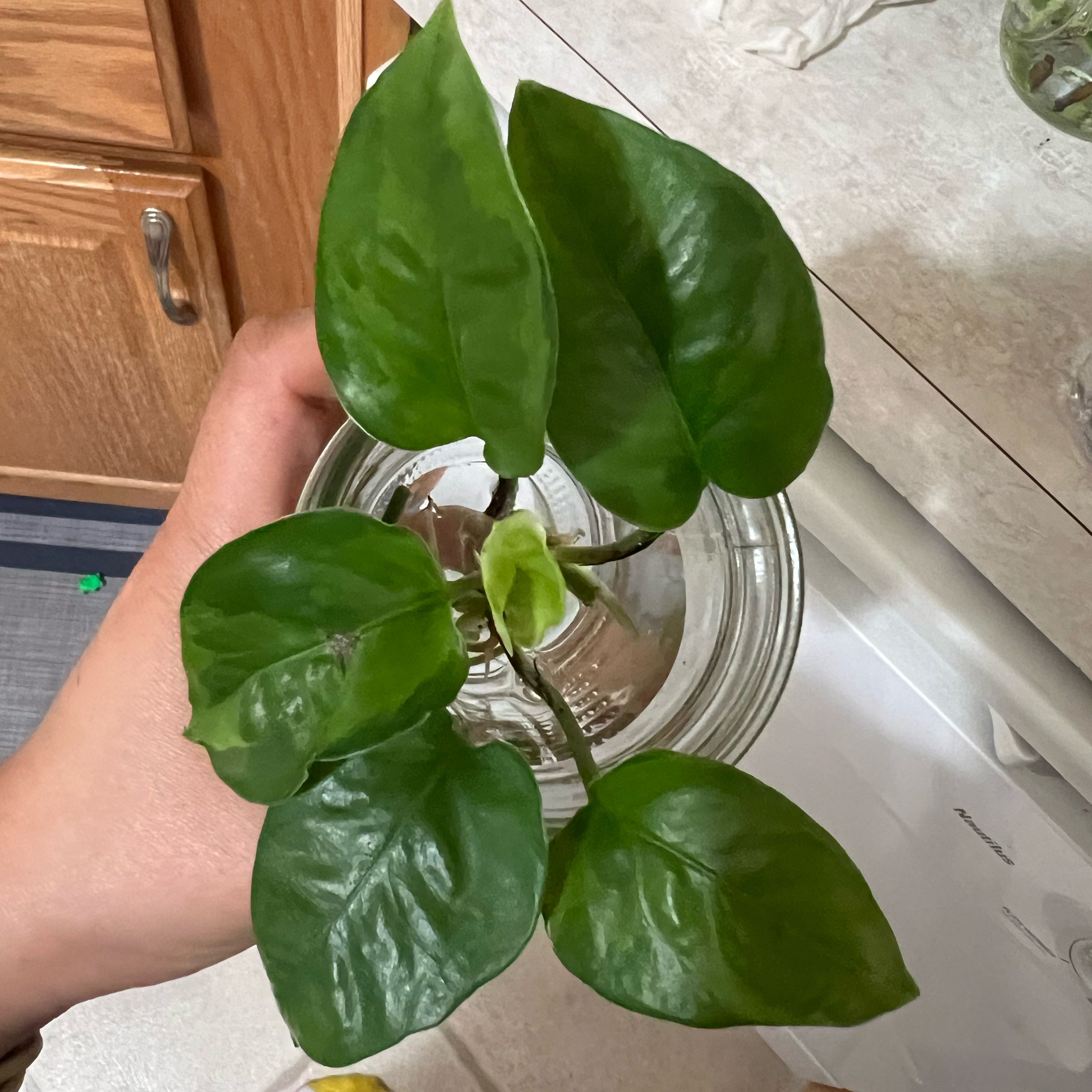 Photo of the plant species Emerald Pothos by @DaringKonjac12 named Squirt on Greg, the plant care app