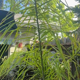 Photo of the plant species Queen Palm by @StoutLimabean55 named da Vinci on Greg, the plant care app