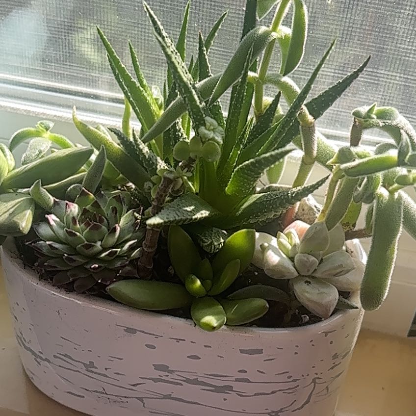 Photo of the plant species Haworthiopsis coarctata by @SpunkyAvocado53 named Myke Jack on Greg, the plant care app