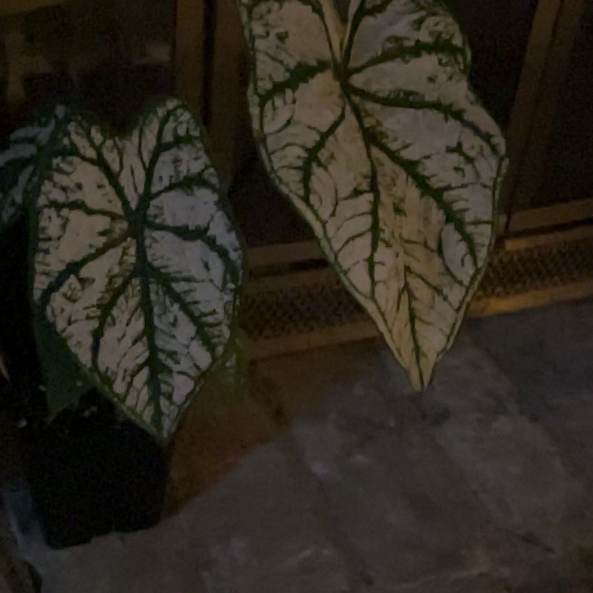 Photo of the plant species White Christmas Angel Wings by @savannah1 named Frederick on Greg, the plant care app