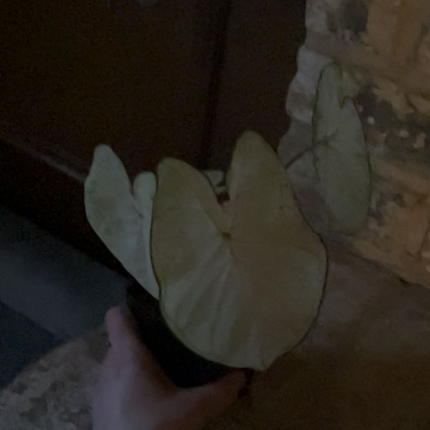 Photo of the plant species Florida Moonlight Caladium by @savannah1 named Moonlight on Greg, the plant care app