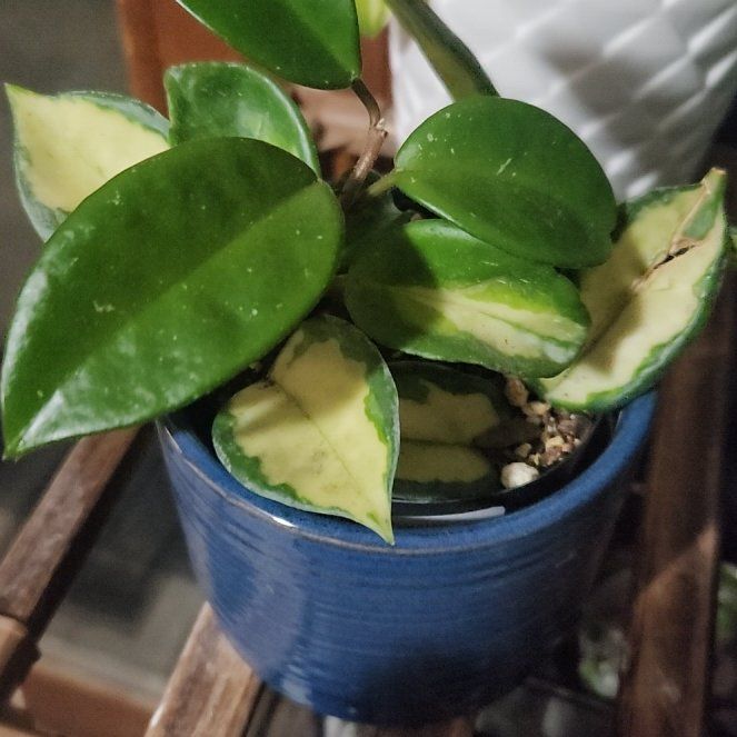 Photo of the plant species Hoya Tricolor by @KeyChisme54 named Achilles on Greg, the plant care app