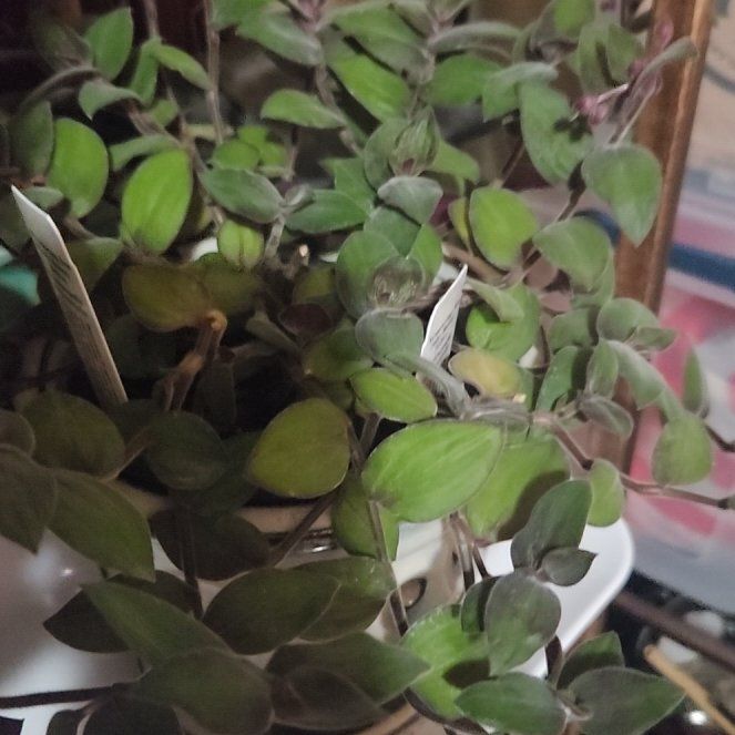 Photo of the plant species Baby Bunny Bellies by @KeyChisme54 named Marley on Greg, the plant care app
