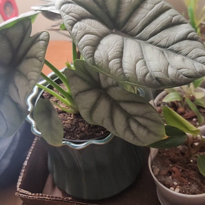 Photo of the plant species Alocasia Baginda Silver Dragon by @KeyChisme54 named Orlando Bloom on Greg, the plant care app