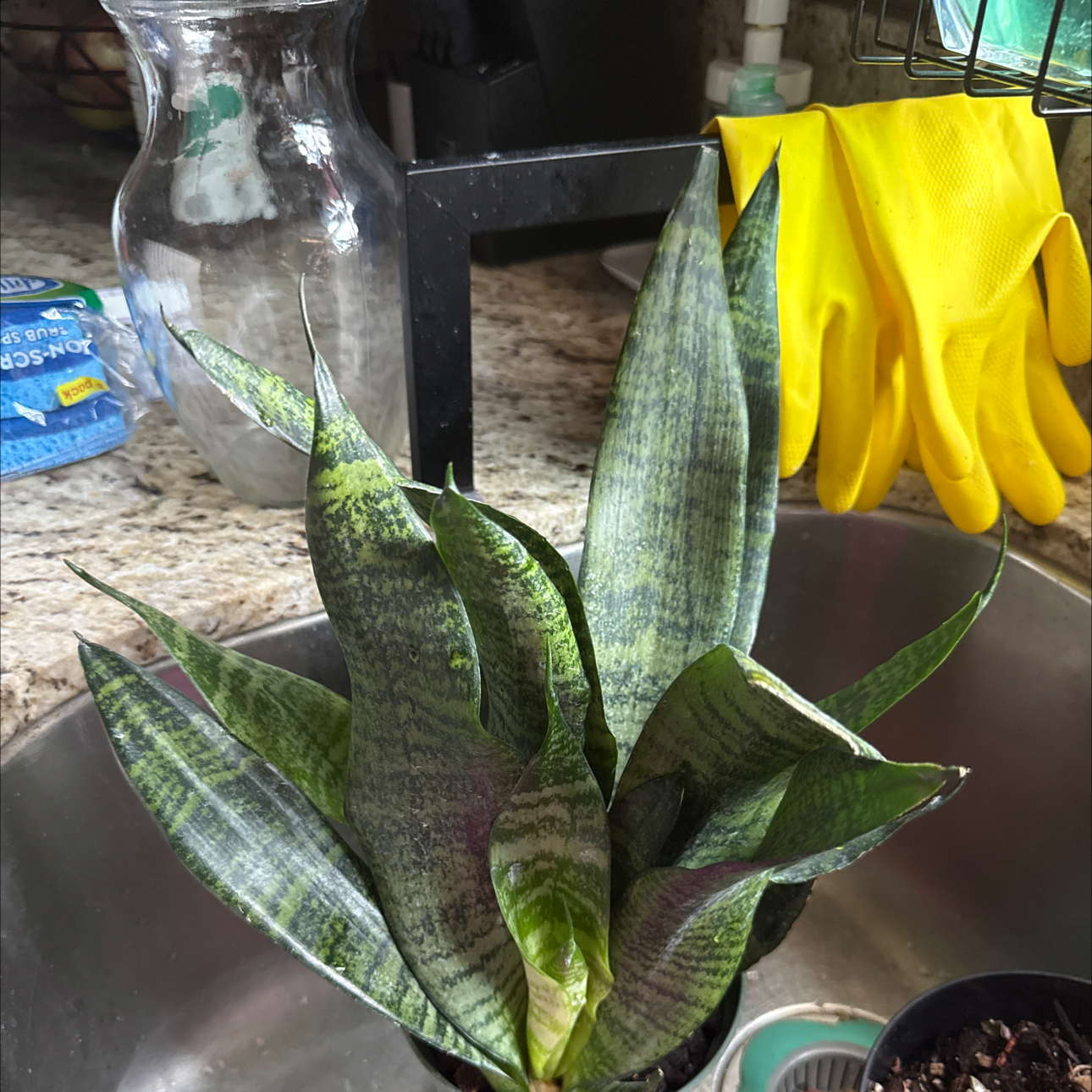Photo of the plant species Sansevieria by @VipZzplant82 named Girlfrond on Greg, the plant care app