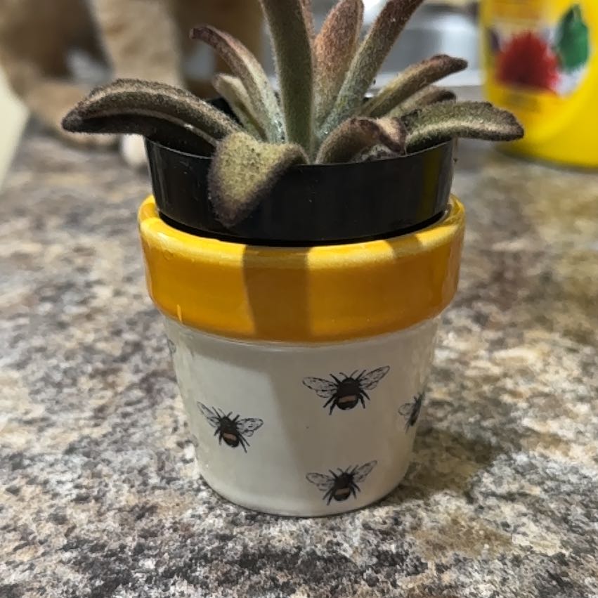 Photo of the plant species Cinnamon Panda Plant by @HeroicHope99 named Bumblebee on Greg, the plant care app