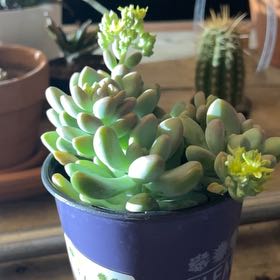 Photo of the plant species Succulent by @SensibleWildtea named Petal on Greg, the plant care app