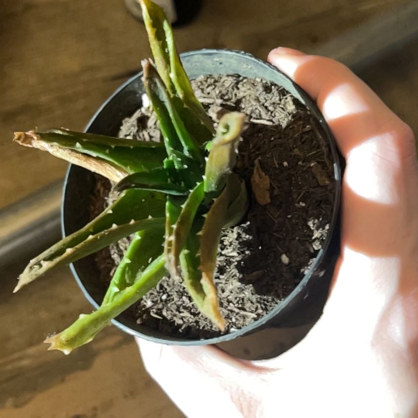 Photo of the plant species Gold Tooth Aloe by @SensibleWildtea named Lolly on Greg, the plant care app
