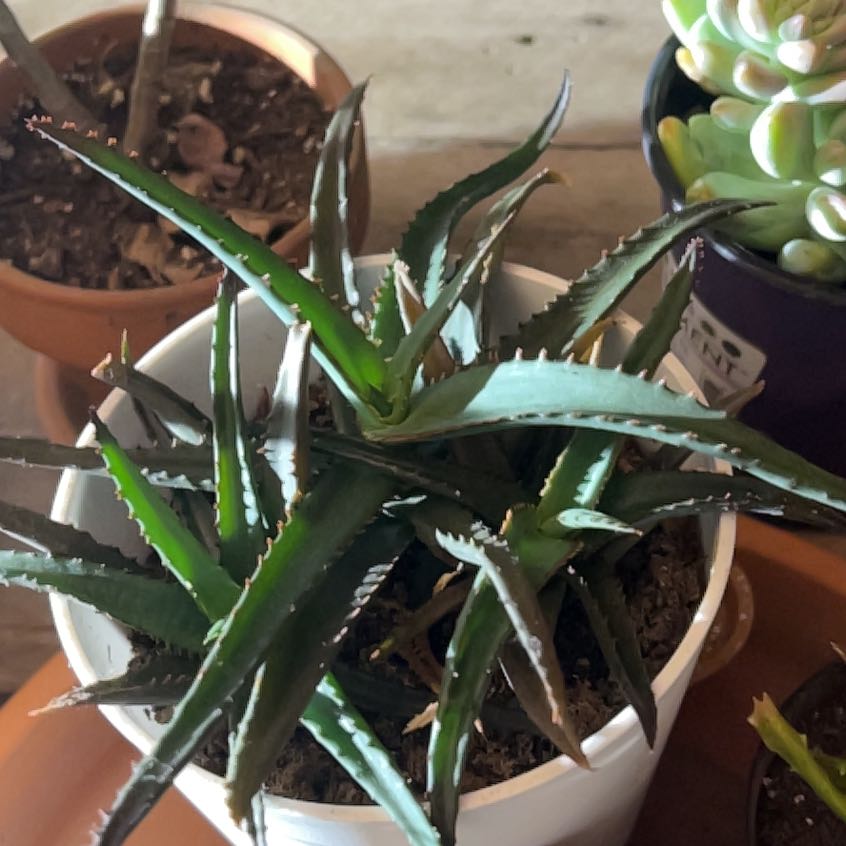 Photo of the plant species Aloe divaricata 'Diablo' by @SensibleWildtea named Mini Diablo on Greg, the plant care app
