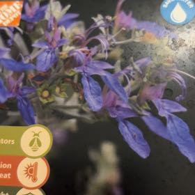 Photo of the plant species Tree Germander by @AdeptHoyalisa94 named Aria on Greg, the plant care app