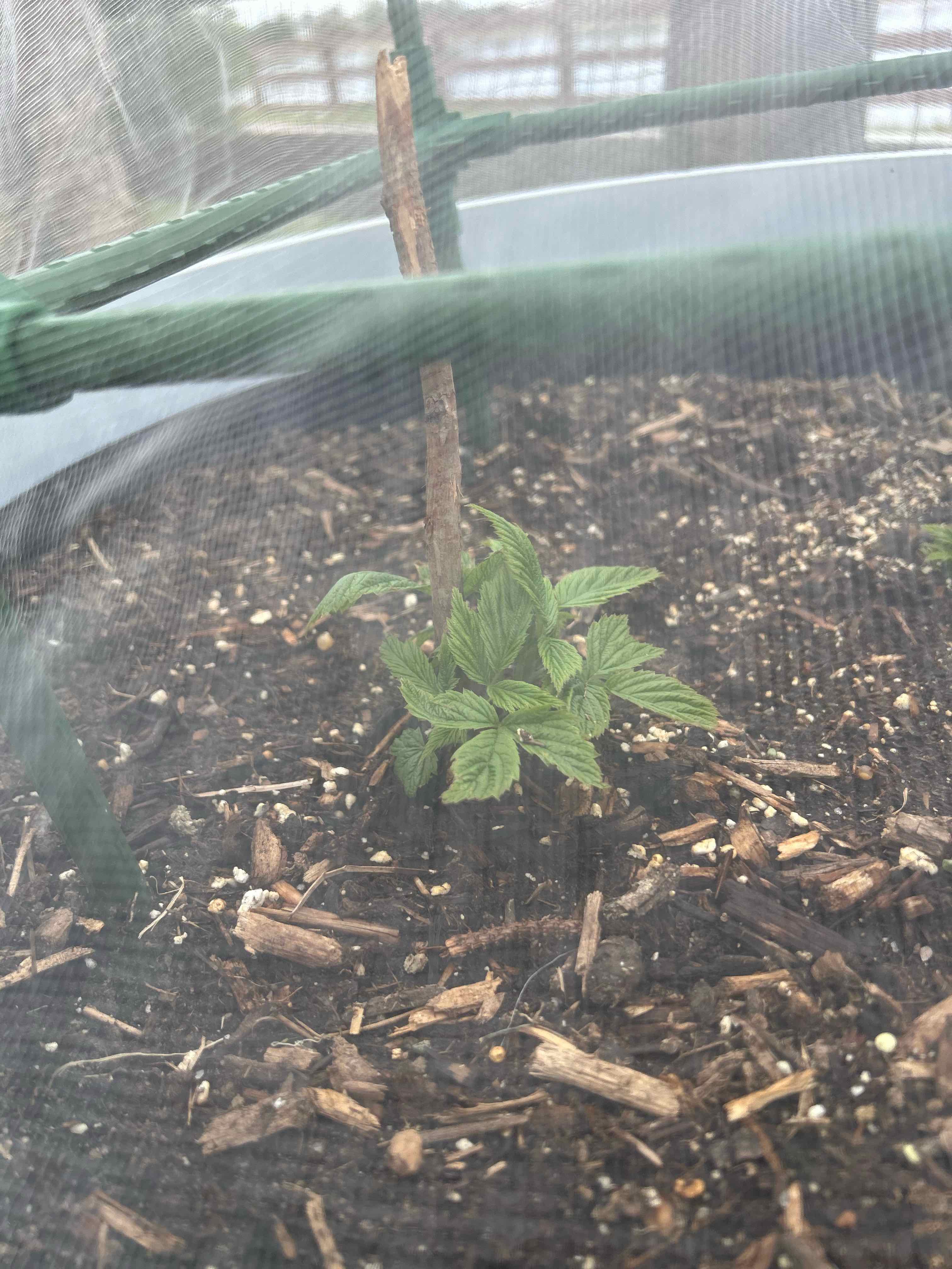 Photo of the plant species Heritage Raspberry by @PivotalLemon29 named Denali on Greg, the plant care app