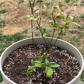 Photo of the plant species Earliblue Highbush Blueberry by @PivotalLemon29 named Homer on Greg, the plant care app