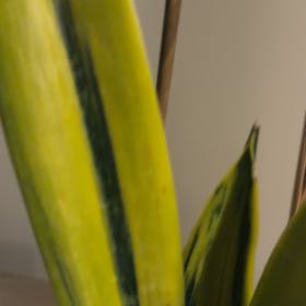 Photo of the plant species Hard Rush by @JoysomeGinger named Cleopatra on Greg, the plant care app