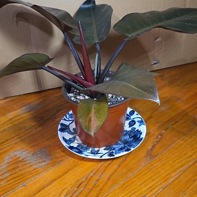 Photo of the plant species Philodendron 'Black Cardinal' by @AgrypnosDryad named Hades on Greg, the plant care app