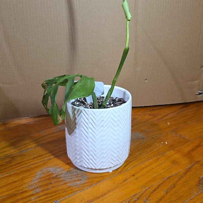 Photo of the plant species Monstera esqueleto by @AgrypnosDryad named Thanatos on Greg, the plant care app