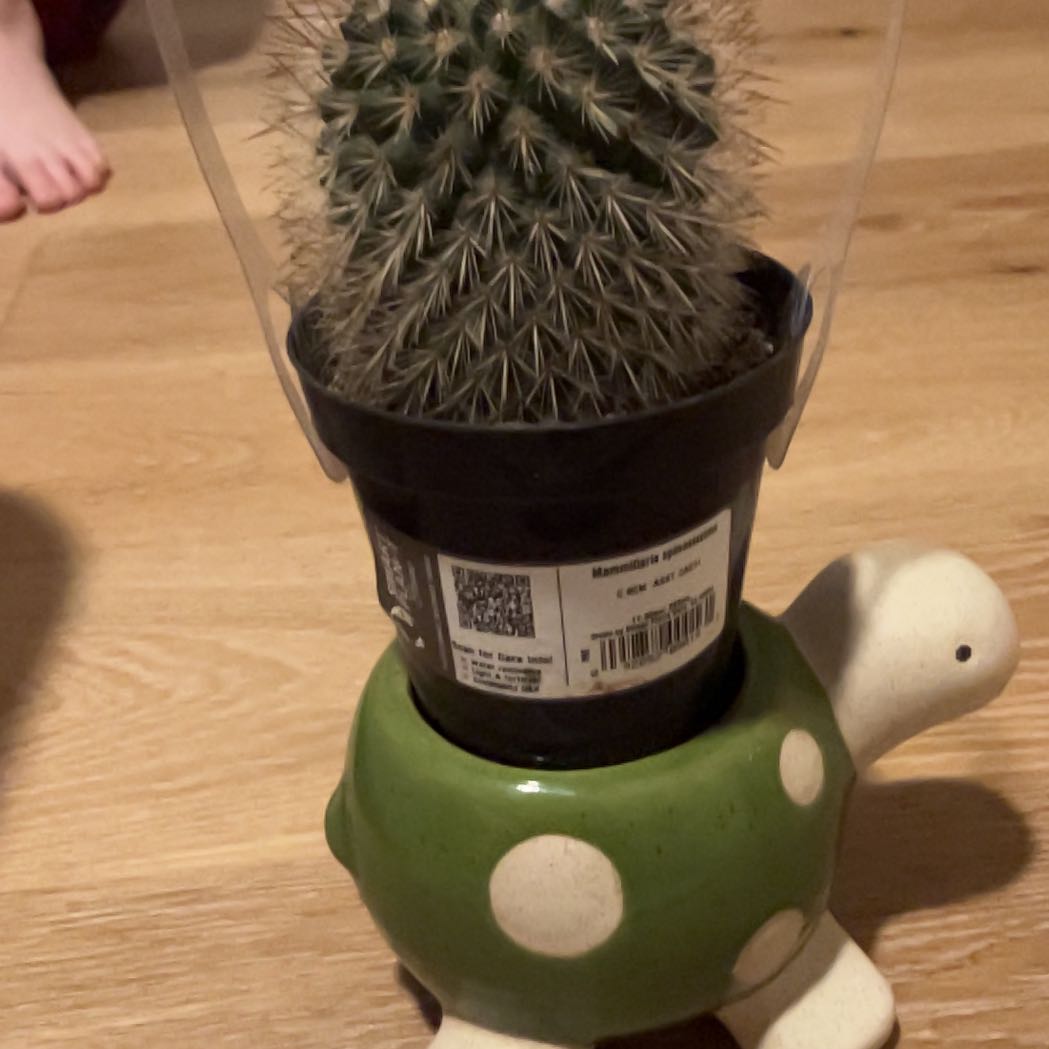 Photo of the plant species Mammilaria Spinosissima by @LastingCentro named Carl on Greg, the plant care app