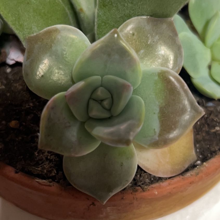 Photo of the plant species Graptopetalum 'Purple Delight' by @PrimoBlueash51 named Harry on Greg, the plant care app