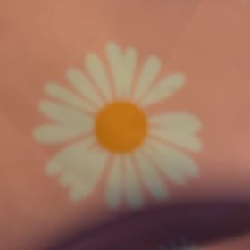 Photo of the plant species Crown Daisy by @StackedMiro67 named Surya on Greg, the plant care app