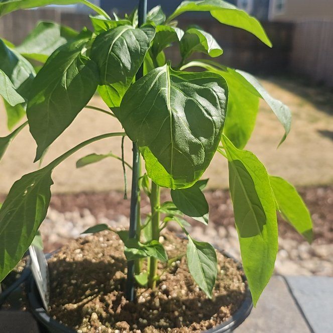 Photo of the plant species Anaheim Pepper by @SentimentalCat6 named Captain Plant-it on Greg, the plant care app
