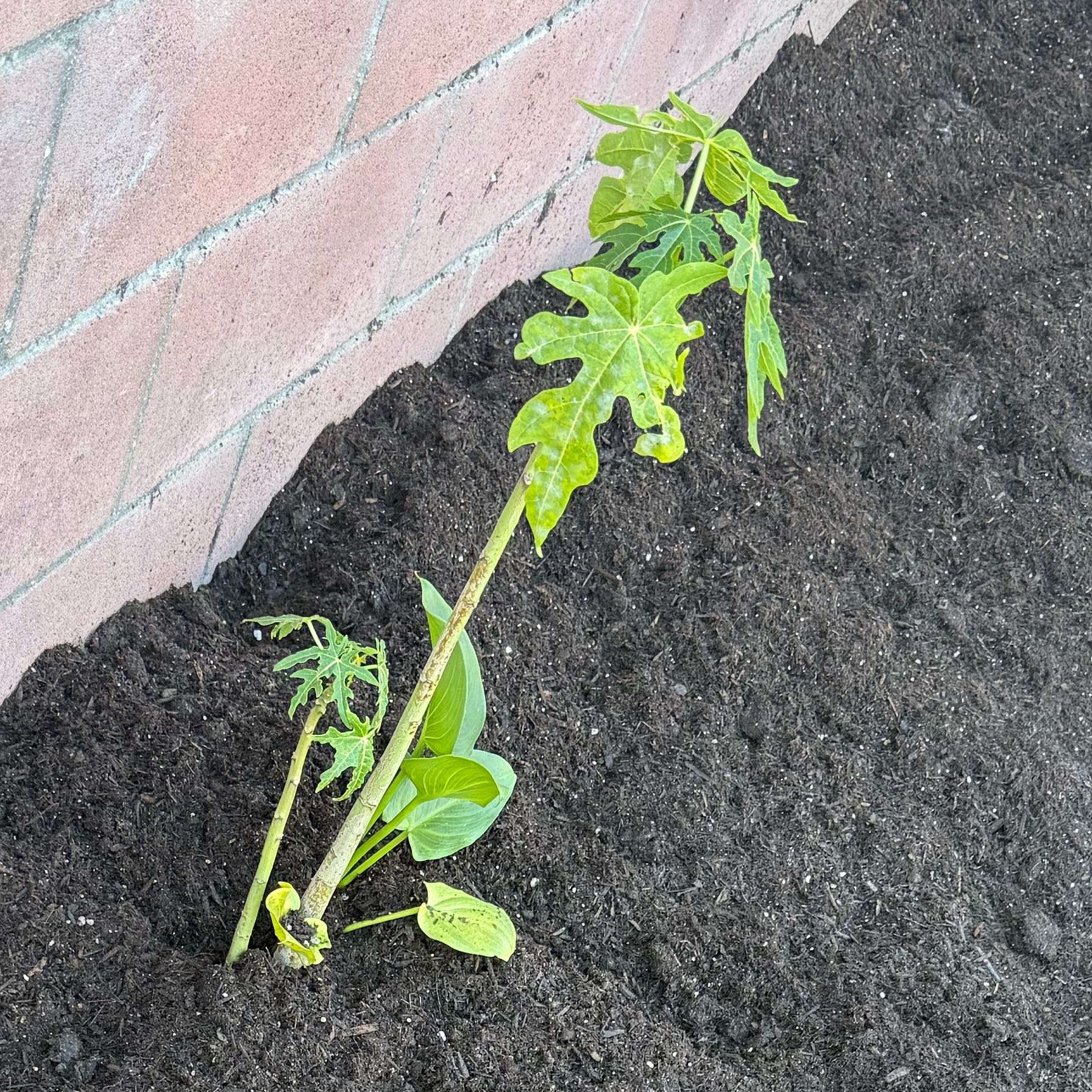 Photo of the plant species Papaya by @PlausibleTipa51 named Nithin on Greg, the plant care app