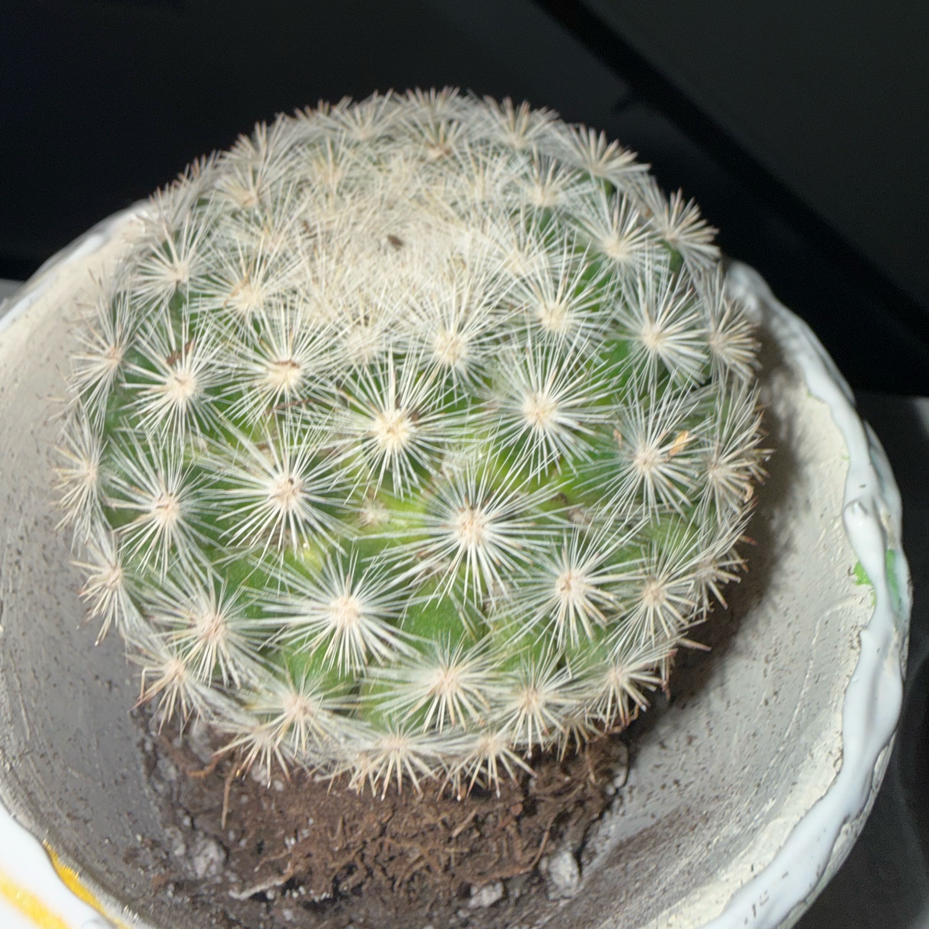 Photo of the plant species Mammilloydia by @GemAjwain54 named Choki on Greg, the plant care app