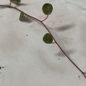 Photo of the plant species Maidenhair Vine by @BuffJicaro66 named Khaleesi on Greg, the plant care app