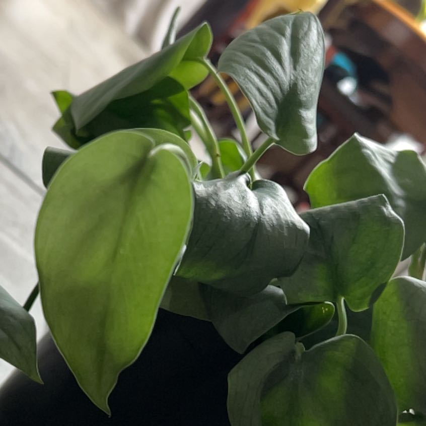 Photo of the plant species Scindapsus pictus 'Silver Hero' by @BuffJicaro66 named Maya on Greg, the plant care app