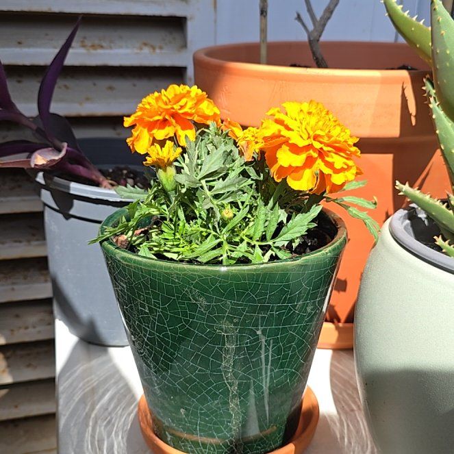 Photo of the plant species French Marigold by @ZestyWasabi96 named Iztaccihuatl on Greg, the plant care app
