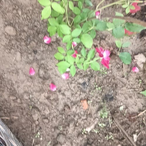 Photo of the plant species Rosa Gymnocarpa by @MerryEllisia8 named Nithin on Greg, the plant care app