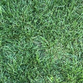 Photo of the plant species Smooth Meadowgrass by @PunchyViszsla46 named Achilles on Greg, the plant care app