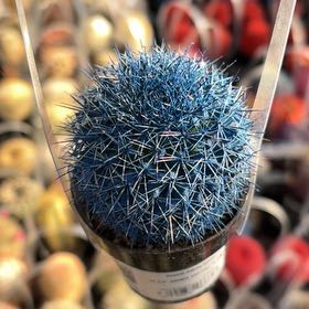 Photo of the plant species Kosmik Kaktus-a Special Cactus A by @TrueblueLettuce named ChloroPhil on Greg, the plant care app