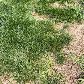 Photo of the plant species Smooth Meadowgrass by @StockyPepino60 named Fernie Saunders on Greg, the plant care app