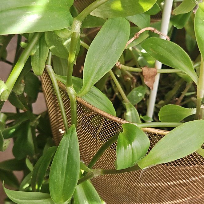 Photo of the plant species Virginia Buttonweed by @BigtimeLime55 named Michelle Branch on Greg, the plant care app