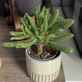 Photo of the plant species Hobbit Jade by @CaptainOrchids1 named Samwise on Greg, the plant care app