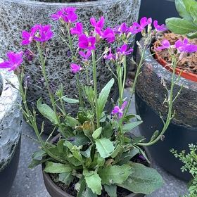 Photo of the plant species Brompton Stock by @CaptainOrchids1 named Kobe on Greg, the plant care app