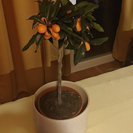 Photo of the plant species Oval kumquat by @SanguineRedmint named Luna on Greg, the plant care app