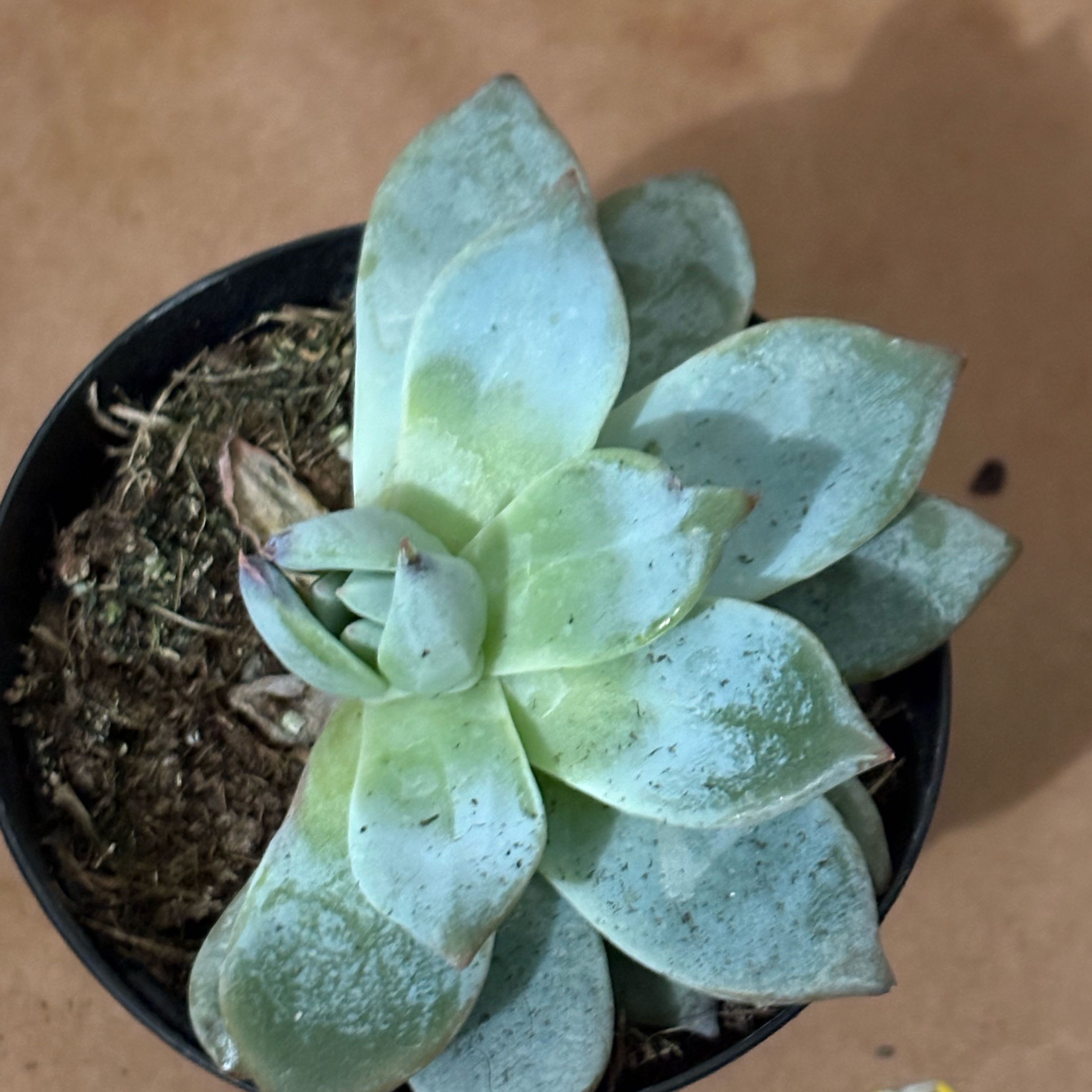 Photo of the plant species 'Blue Bird' Echeveria by @MaturingRosilla named Remington on Greg, the plant care app