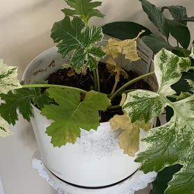 Photo of the plant species Bear's Breeches by @JoysomeKiekie12 named Harry on Greg, the plant care app