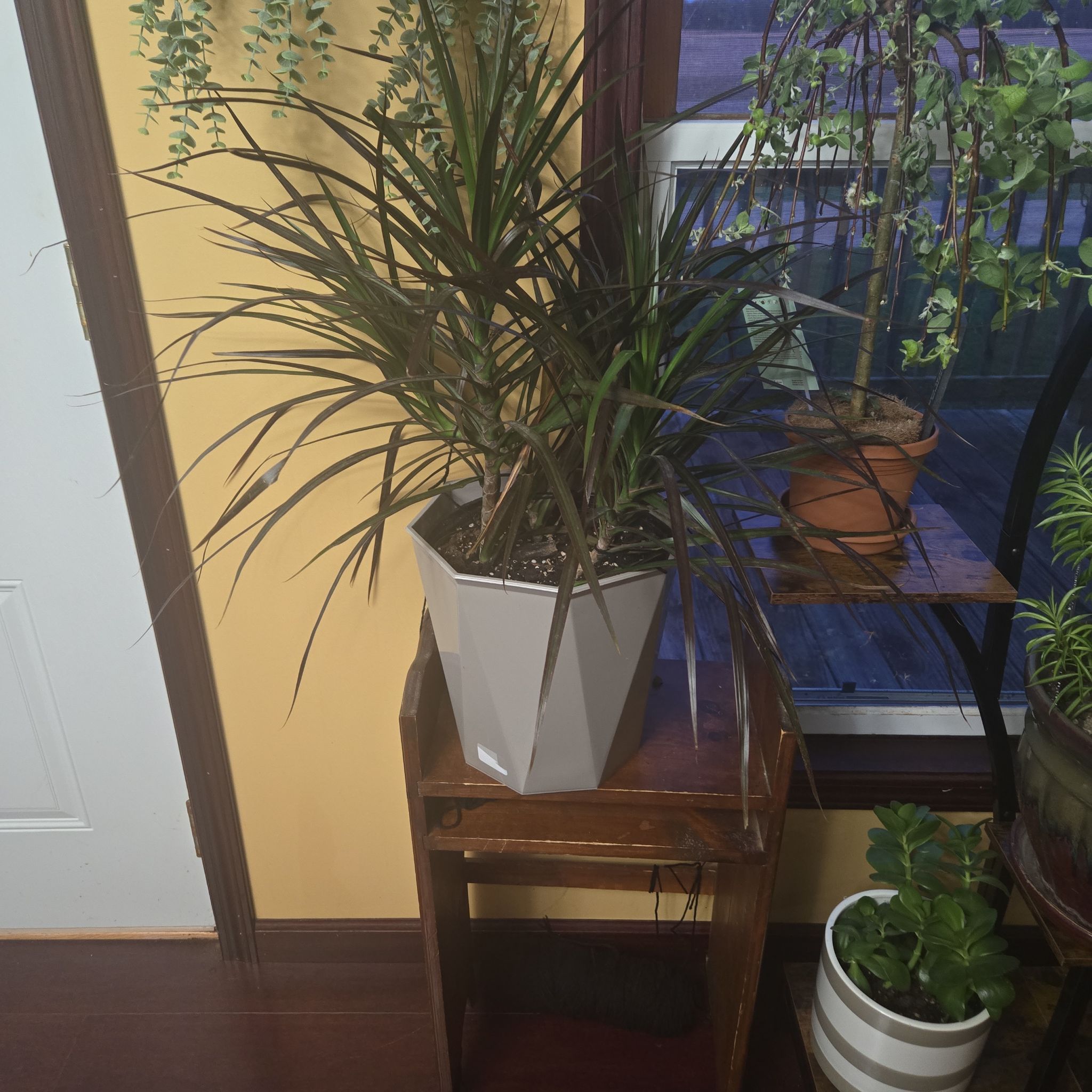 Photo of the plant species Magenta Dragon Tree by @JazzedRuby named Fernie Mac on Greg, the plant care app