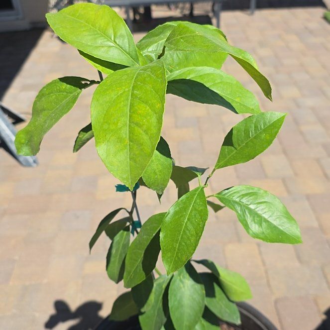 Photo of the plant species Improved Meyer Lemon by @MovingFicus60 named Dolores on Greg, the plant care app